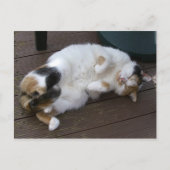 子猫がデッキで巻いた ポストカード (正面)