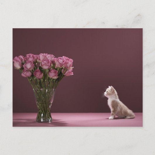 子猫がバラの花瓶を見て ポストカード (正面)