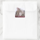 子猫がボウルに寝る2 スクエアシール (バッグ)