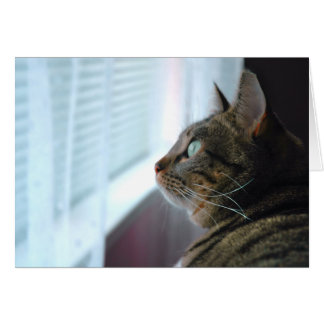 子猫が外で熟視するEvey