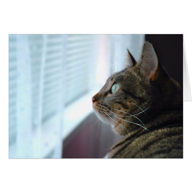 子猫が外で熟視するEvey (正面横)