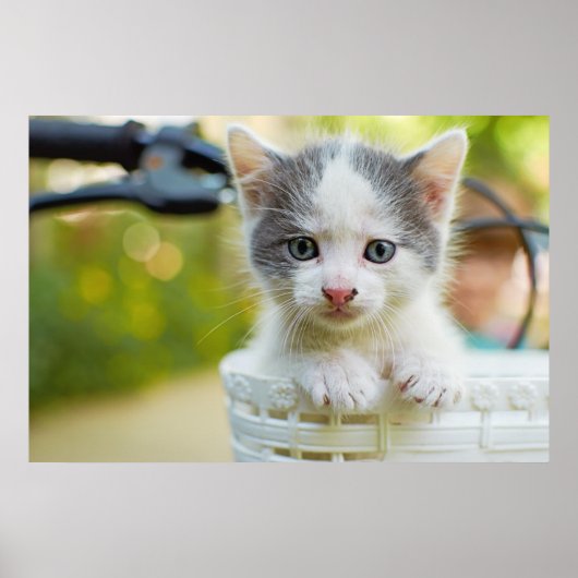 子猫が自転車に乗る ポスター (正面)