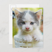 子猫が自転車に乗る ポストカード (正面/裏面)