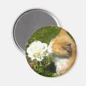 子猫が花の匂いを嗅ぐ マグネット (正面/裏面)