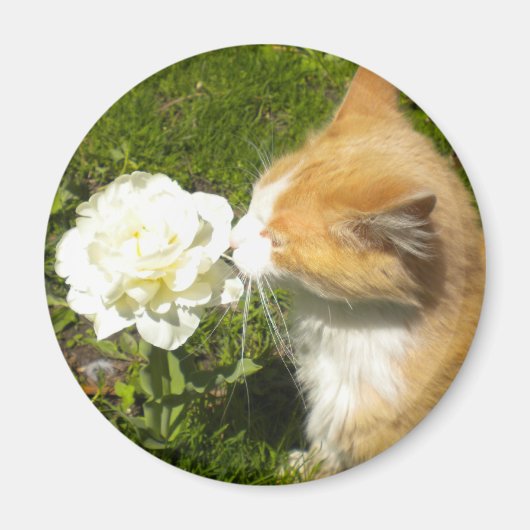 子猫が花の匂いを嗅ぐ マグネット (正面)