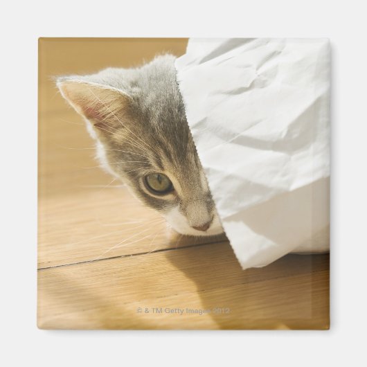 子猫が隠れている紙バッグ マグネット (正面)