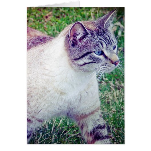 子猫すべての行事カード (正面)