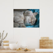 子猫とお母さん ポスター (キッチン)