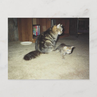 子猫とママ猫 ポストカード