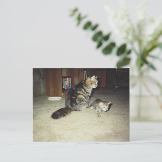 子猫とママ猫 ポストカード (スタンド正面)