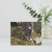 子猫とムーシー共有Aミール ポストカード (スタンド正面)