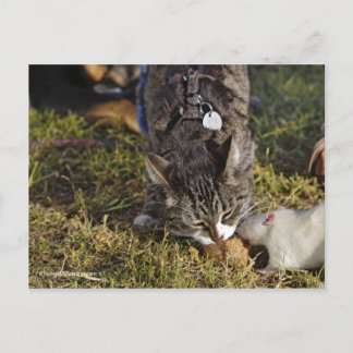 子猫とムーシー共有Aミール ポストカード