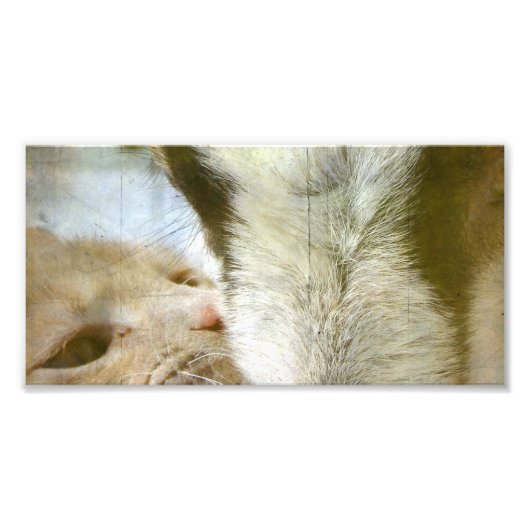 子猫とヤギの友人 フォトプリント            (正面)