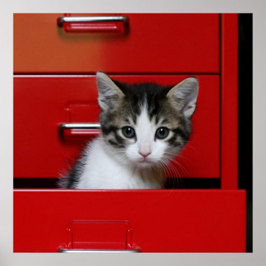 子猫のぞき ポスター (正面)