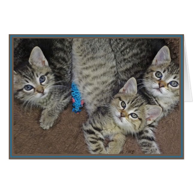 子猫のカード PUPs 2 (正面横)