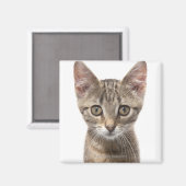 子猫のクローズアップポートレート マグネット (正面/裏面)
