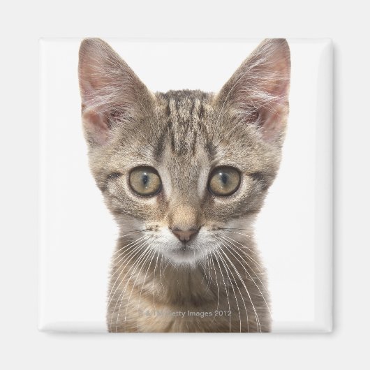 子猫のクローズアップポートレート マグネット (正面)