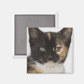 子猫のクローズアップ マグネット (正面/裏面)