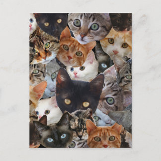 子猫のコラージュ ポストカード