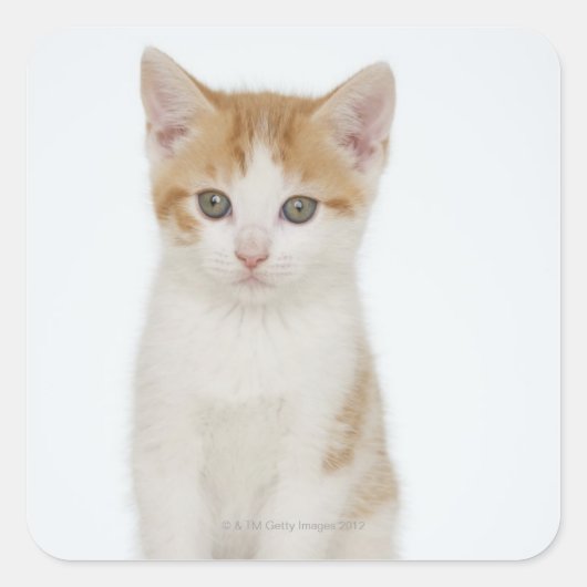 子猫のスタジオショット スクエアシール (正面)