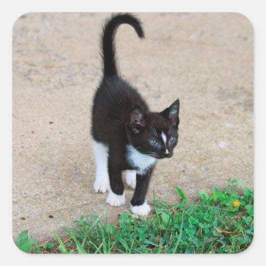 子猫のステッカー スクエアシール (正面)