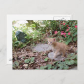 子猫のダックスがポストカードを探検する ポストカード (正面/裏面)