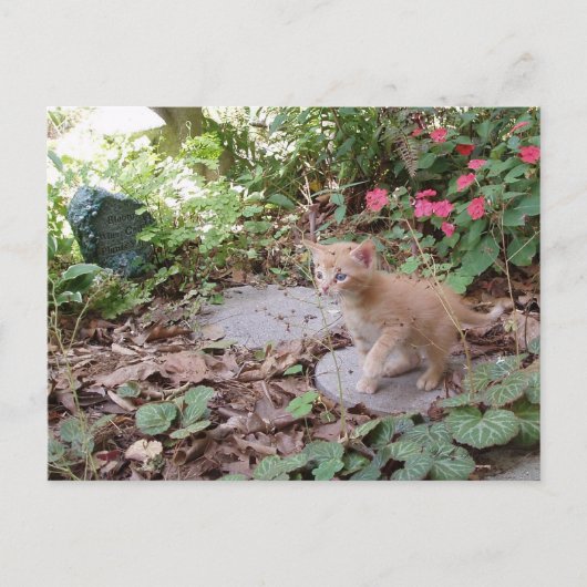 子猫のダックスがポストカードを探検する ポストカード (正面)