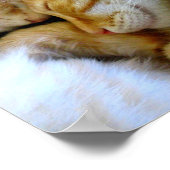 子猫のポスターを寄せ集める ポスター (角)