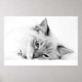 子猫のポスター ポスター (正面)