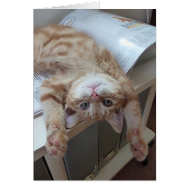 子猫のリラックス (正面)
