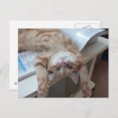 子猫のリラックス ポストカード (正面/裏面)