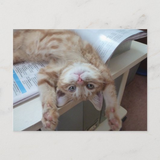 子猫のリラックス ポストカード (正面)