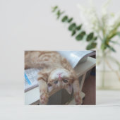 子猫のリラックス ポストカード (スタンド正面)