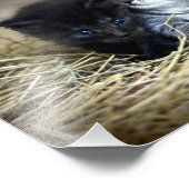 子猫の三匹が一緒に寝ていた フォトプリント            (角)