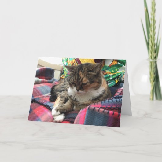子猫の仲よくなったカード#2 カード (正面)