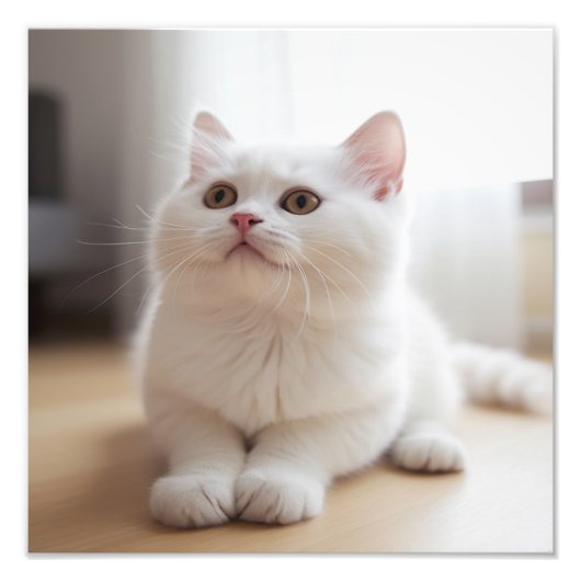 子猫の保育園＆子供部屋のプリント フォトプリント            (正面)