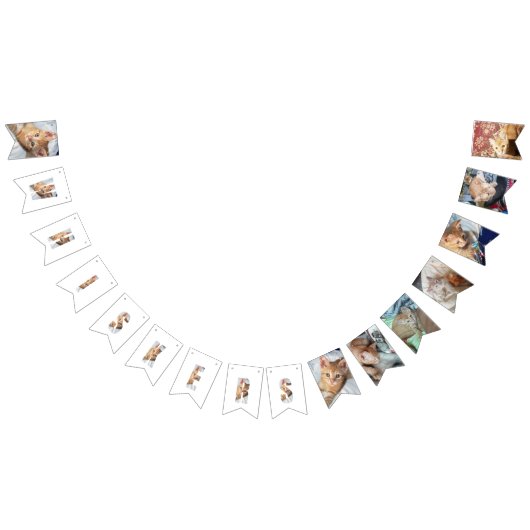 子猫の写真 バンティングフラッグ (全)