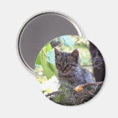 子猫の写真 赤ちゃん猫 ラウンドマグネット マグネット (正面/裏面)