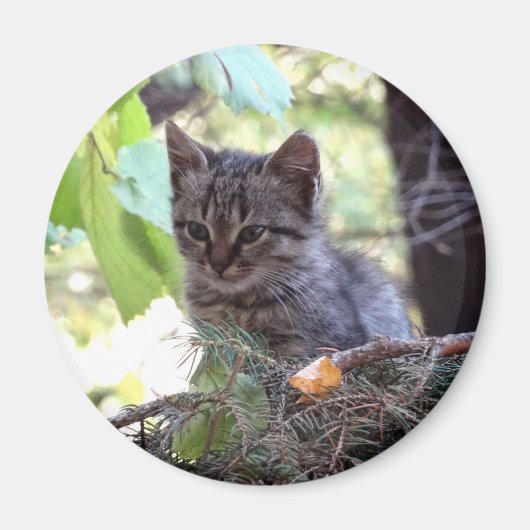 子猫の写真 赤ちゃん猫 ラウンドマグネット マグネット (正面)