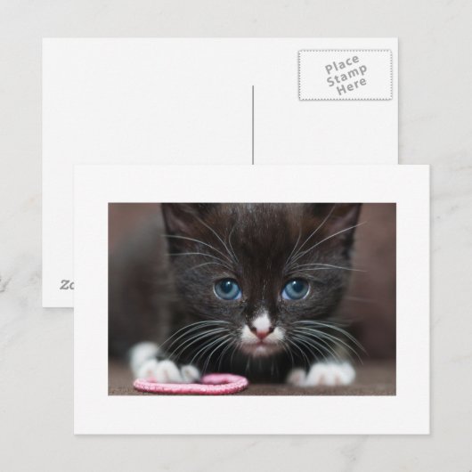 子猫の力 ポストカード (正面/裏面)