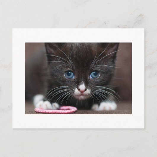 子猫の力 ポストカード (正面)