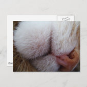 子猫の口元と鼻の極端なクローズアップ ポストカード (正面/裏面)