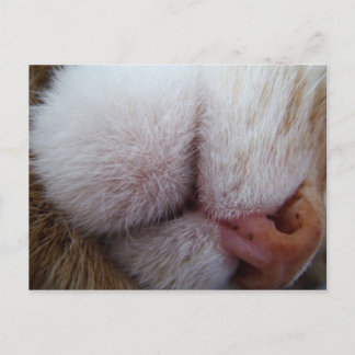 子猫の口元と鼻の極端なクローズアップ ポストカード