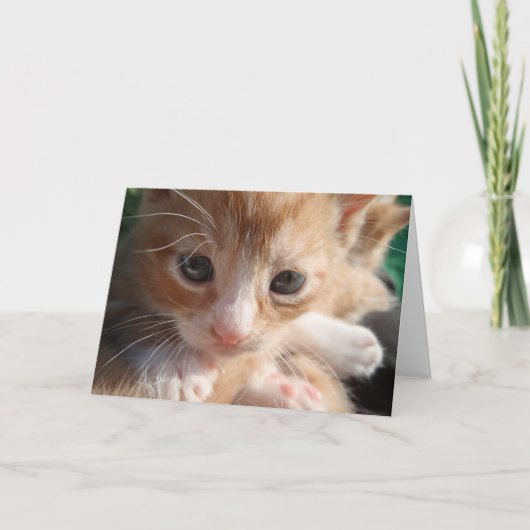 子猫の可愛さカード サンキューカード (正面)