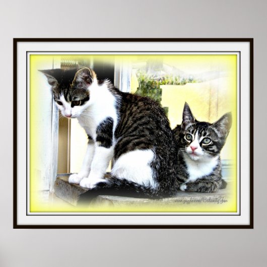 子猫の可愛らしさポスター ポスター (正面)