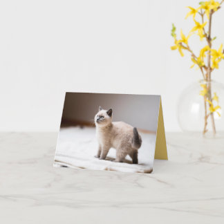 子猫の愛 カード