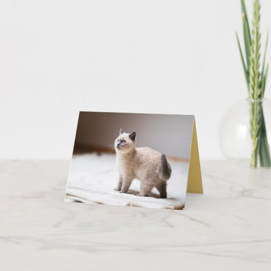 子猫の愛 カード (正面)