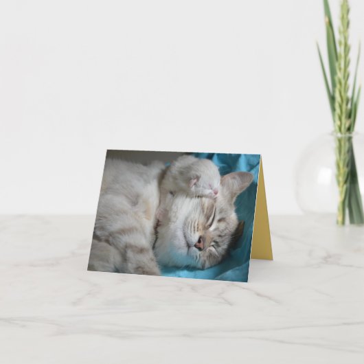 子猫の愛 カード (正面)