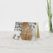 子猫の愛 カード (正面)