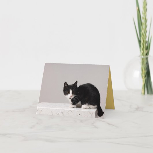 子猫の愛 カード (正面)